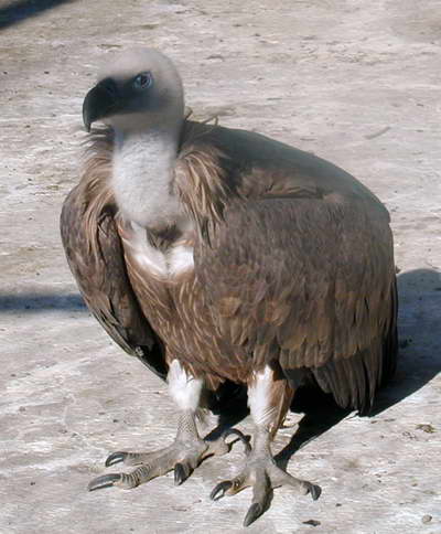 svavi.jpg