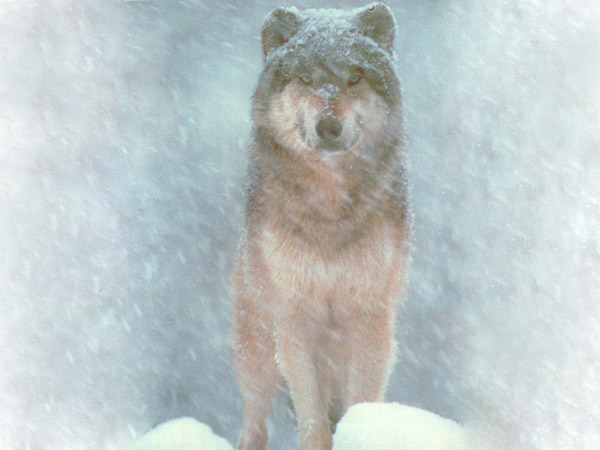 snowolf.jpg