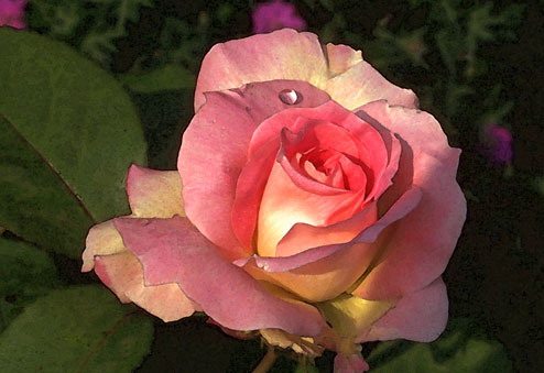 rose3.jpg