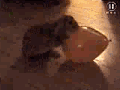 bunny.gif