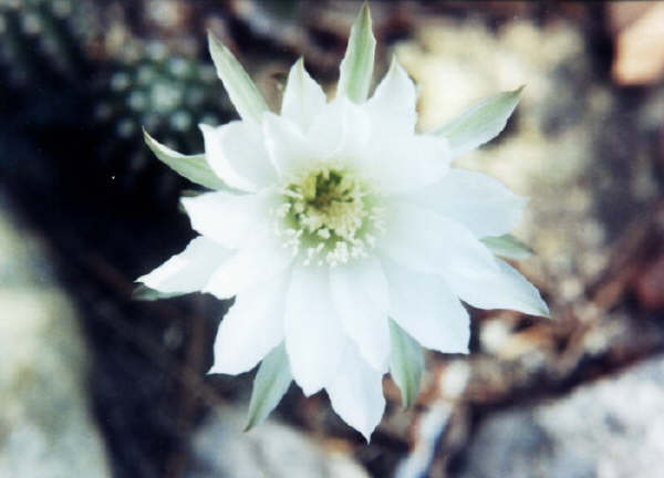 white_cactus.jpg