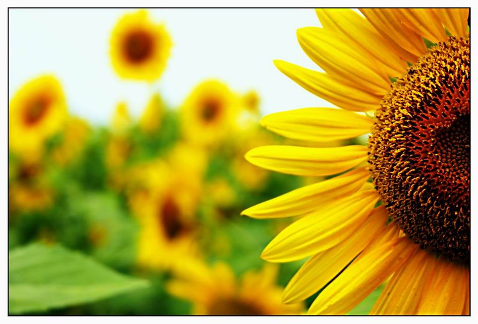 Introduction_to_Flowers_s2_1.jpg