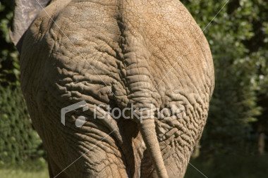 ass.jpg