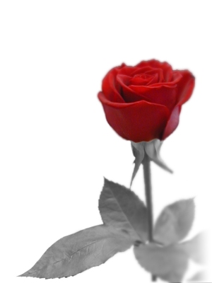 winterrose2.jpg