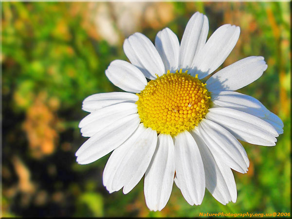 camomile.jpg