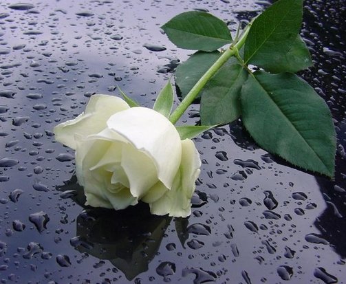 post_20_1173303327.jpg