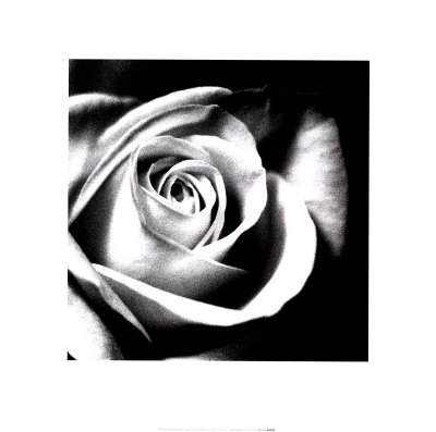 6540187_White_Rose_Posters.jpg