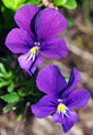 Picture_1.jpg