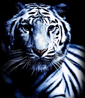 tiger.jpg