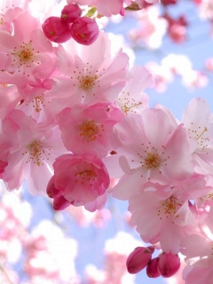 Flower_3702.jpg