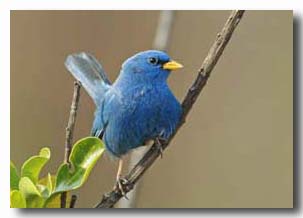 Yellow_billed_20Blue_20Finch.jpg