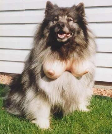 imagesdog_with_tits_small.jpg