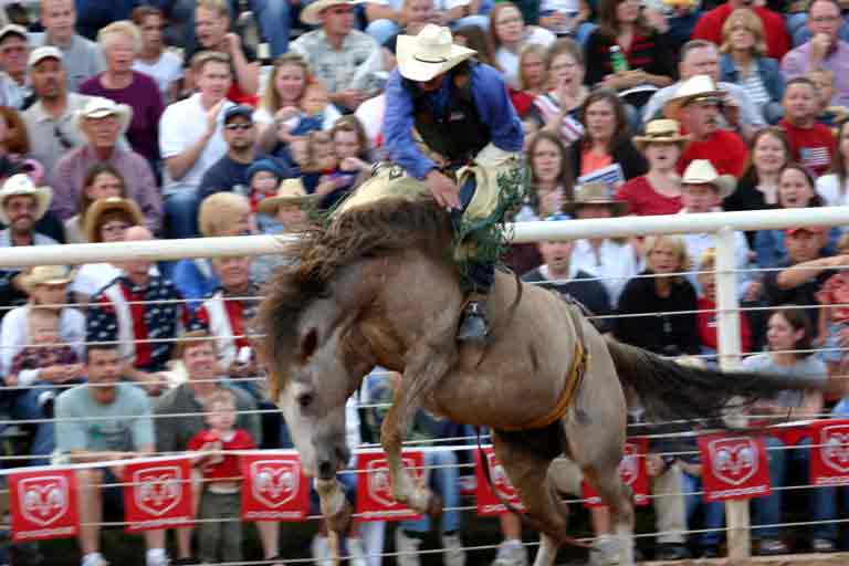 rodeo_buckin_bronc.jpg