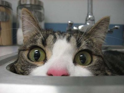 cat.jpg