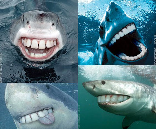 SharkWithHumanTeeth.jpg