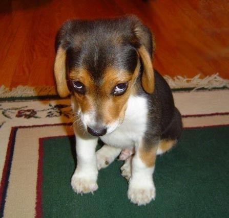 sorry_puppy.jpg