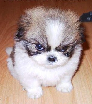 _images_photos_angry_puppy.jpg