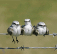 598e02fe31ad99c813eabbe79c627790.gif