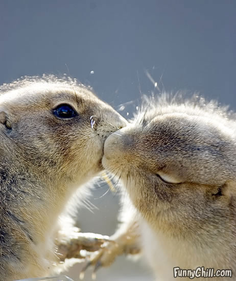 prairie_dog_kiss.jpg