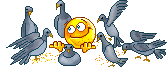tauben.gif