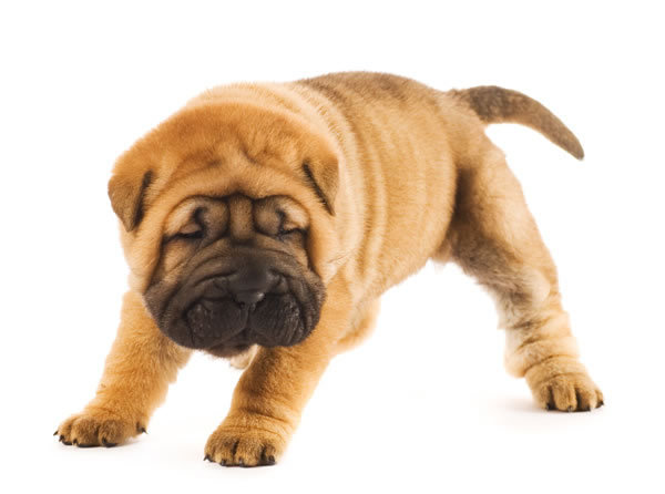 Shar_Pei_puppy_2_picture.jpg