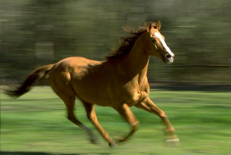 running_horse.jpeg