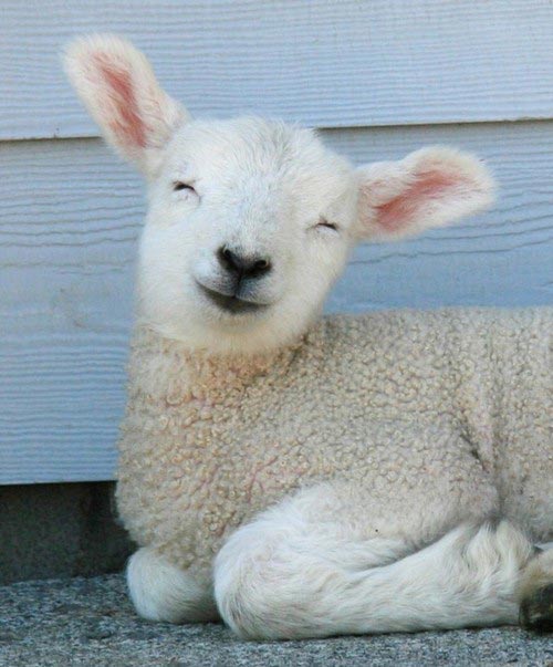 funny_lamb_461.jpg