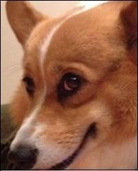 if_you_know_dog.jpg