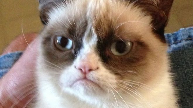 tardar_sauce_the_cat.jpg
