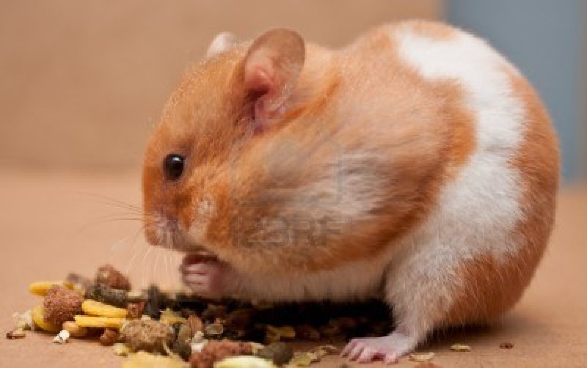 10041536_hamster_eating.jpg