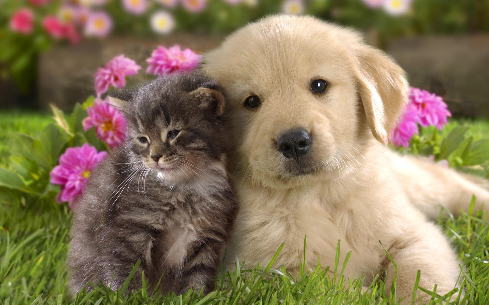 puppy_and_kitten_desktop.jpg