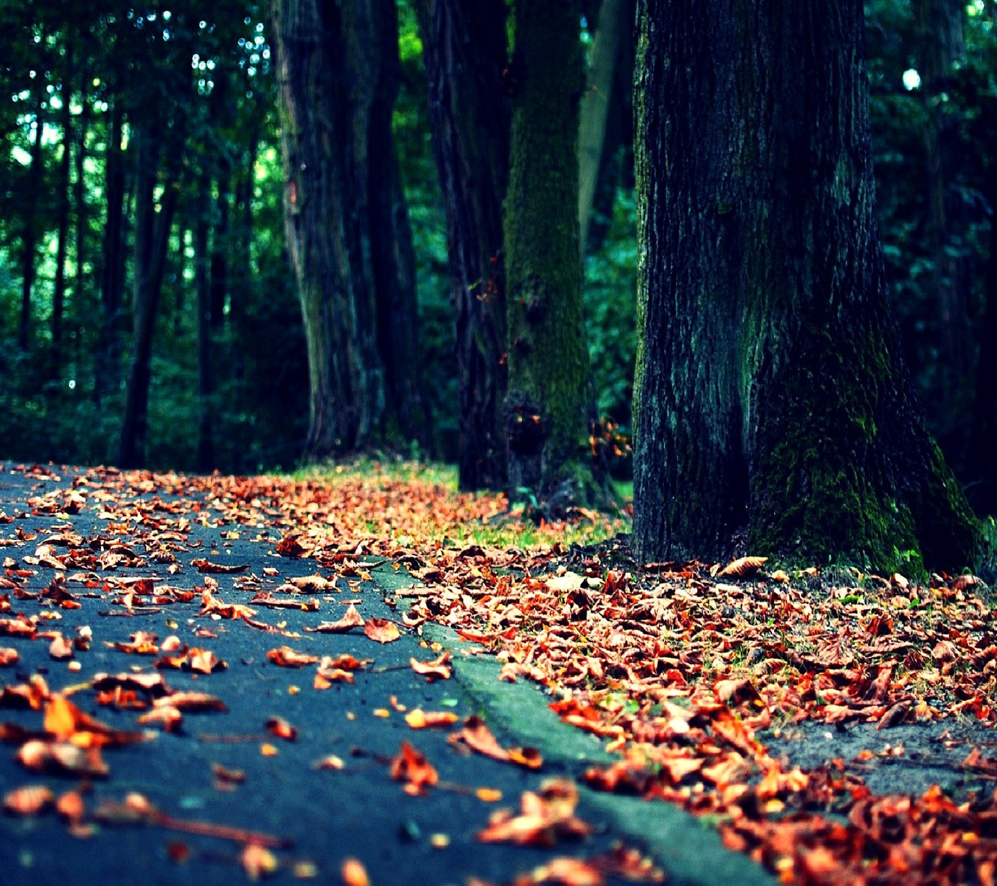 autumn.jpg
