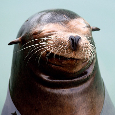 Dancing_Sea_lion.jpg