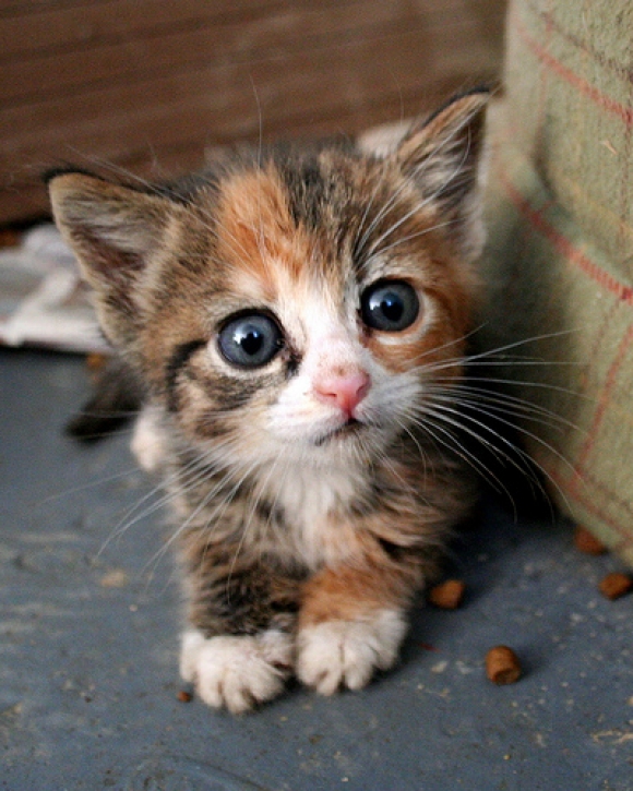 l_my_first_kitten.jpg