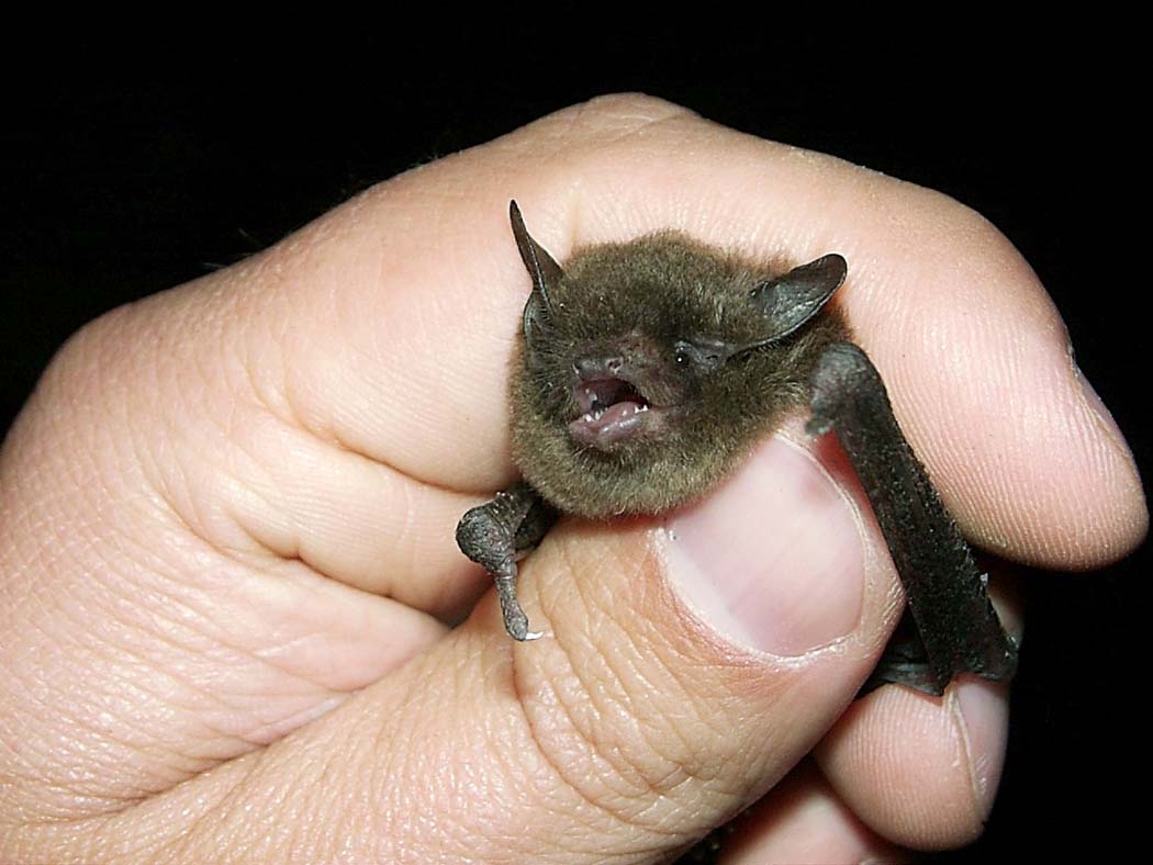 Myotis_sodalis.jpg
