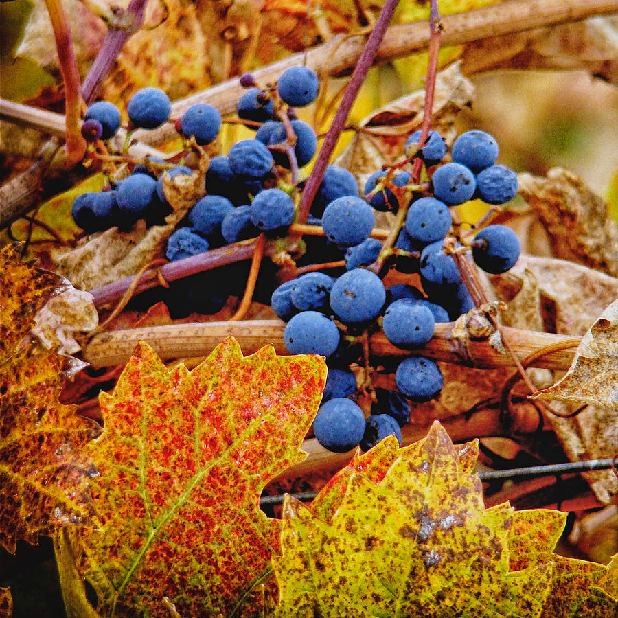 autumn_harvest_laural_russell.jpg