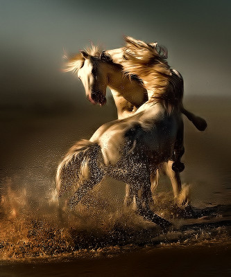 CAMARGUE_SPIRIT_333x400.jpg