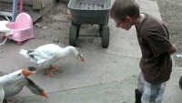 200w__11_.gif