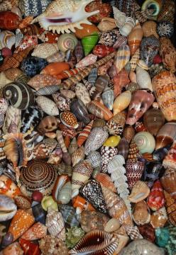 nautical_treasures_art_is_the_most_intense_mode_of_individualism_that_the_world_has_known_oscar_wilde_beautiful_seashells_sea_shells_beach_seashells_seashore_sea_treasures_beach_shells_seashells_crap_.jpg