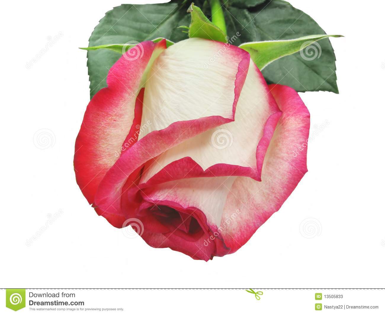 white_red_rose_13505833.jpg