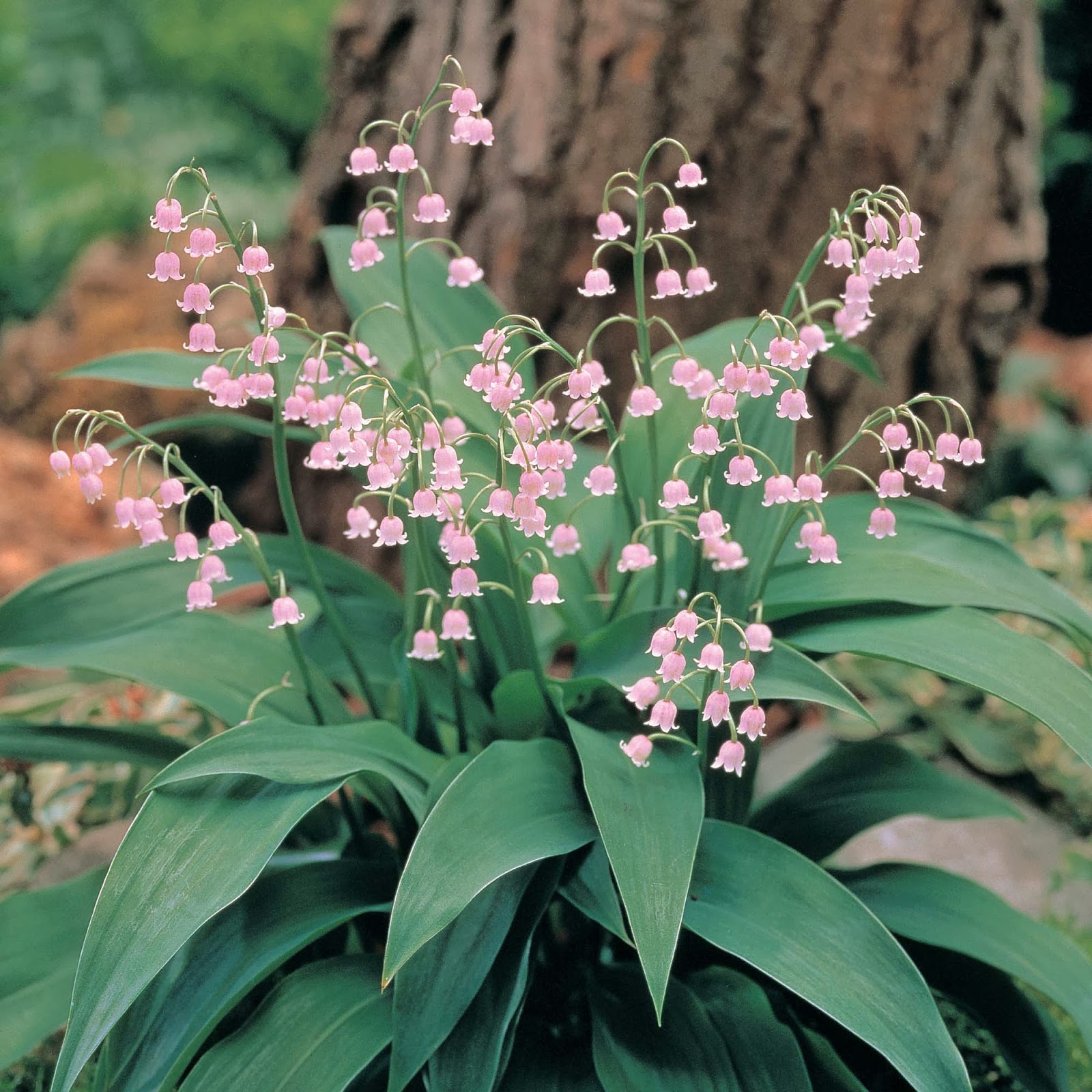 convallaria.jpg
