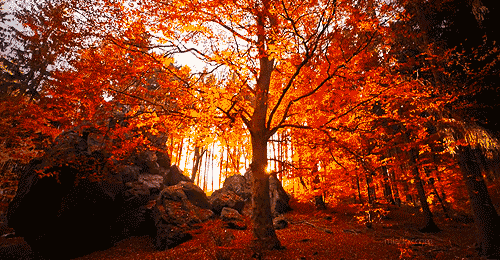fall_leaves_autumn_gif_1.gif