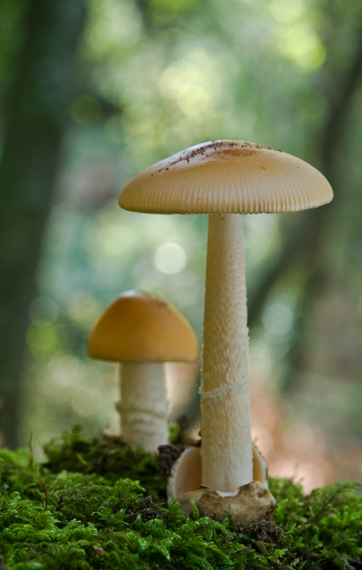 Amanita_crocea_06__1_.jpg