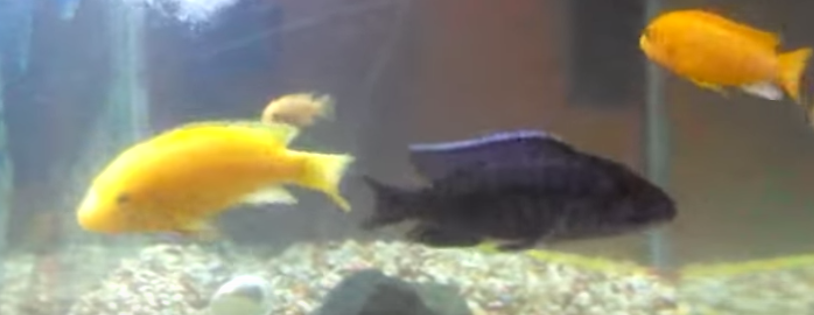 2017_02_05_032638.png