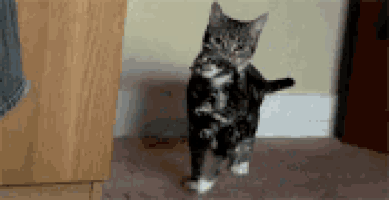 IMG_6512.GIF