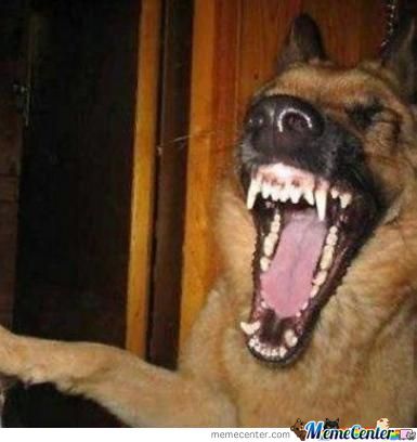 laughing_dog_o_944226.jpg