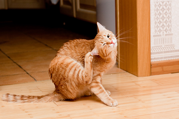 orange_ginger_tabby_cat_scratching_itching.jpg