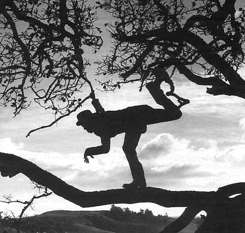 Tom_Waits_Tree.jpg