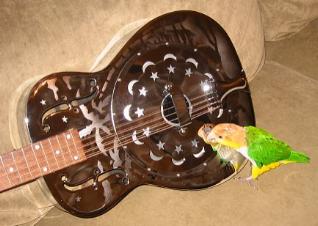 birdpirate.jpg