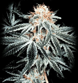 whitewidow4.jpg